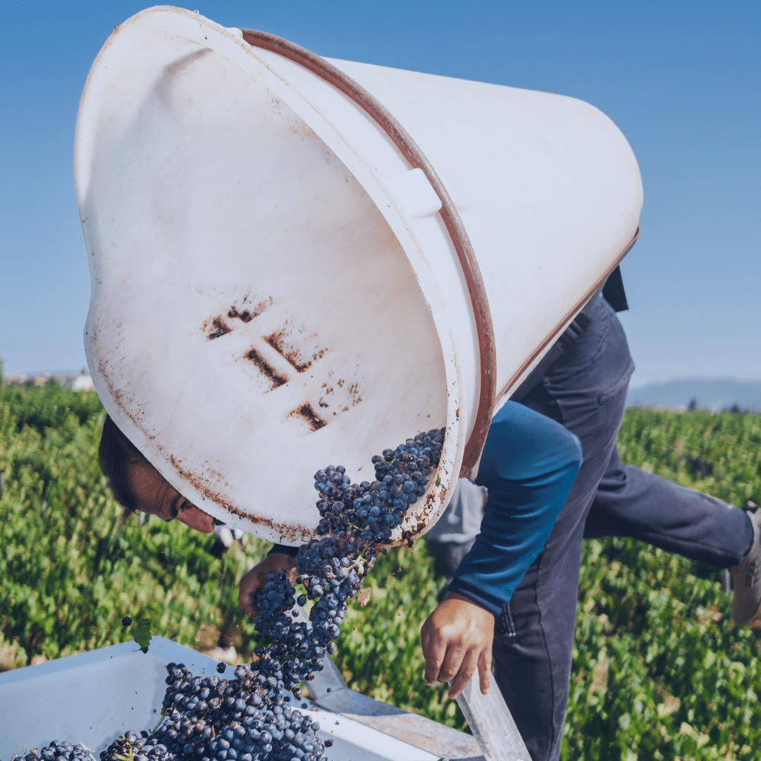 homme qui réalise les vendanges de raisins