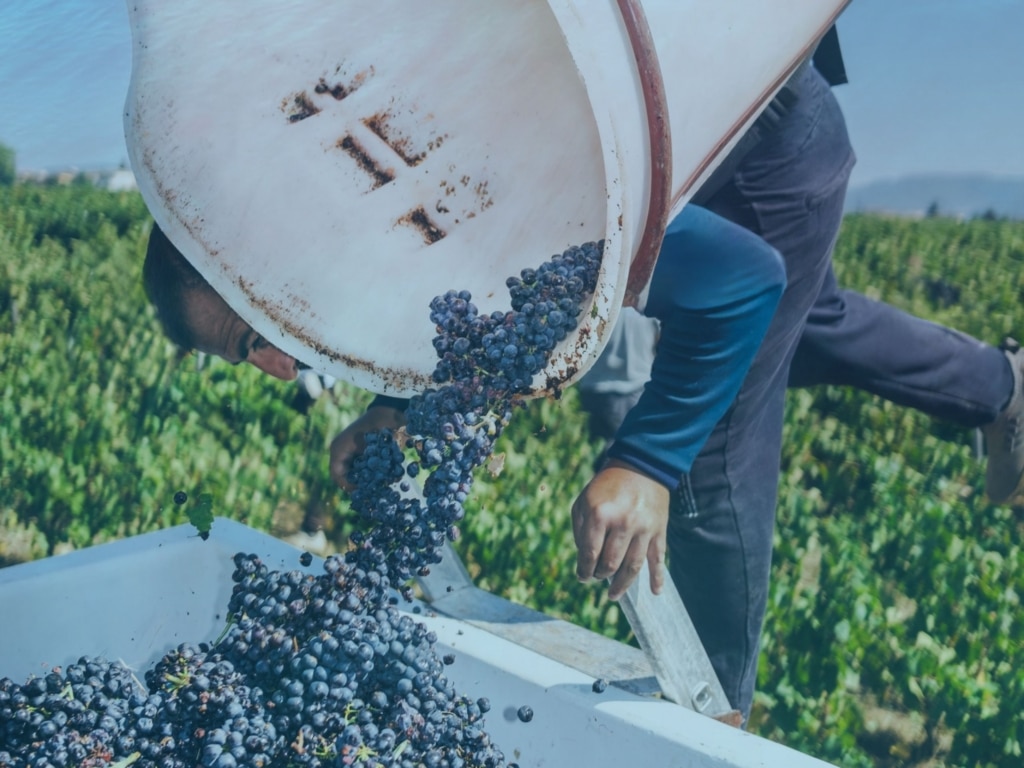 Gestion De L'eau En Viticulture