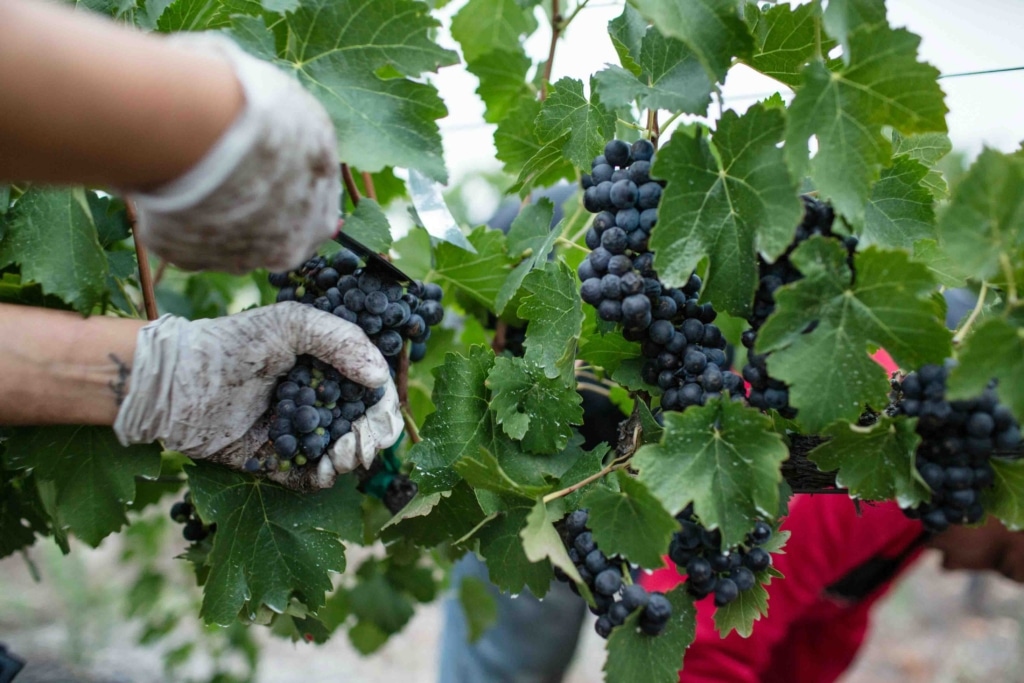 Gestion de l’eau en viticulture : réduire et sécuriser
